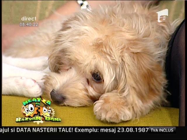 "Neatza" sustine adoptia animalelor fara stapan