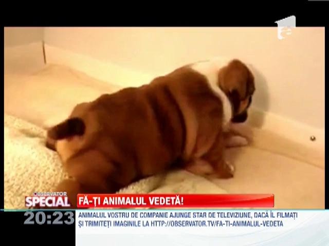 VIDEO! Primii paşi &icirc;n lume! Şi căţeii &icirc;nvaţă să meargă