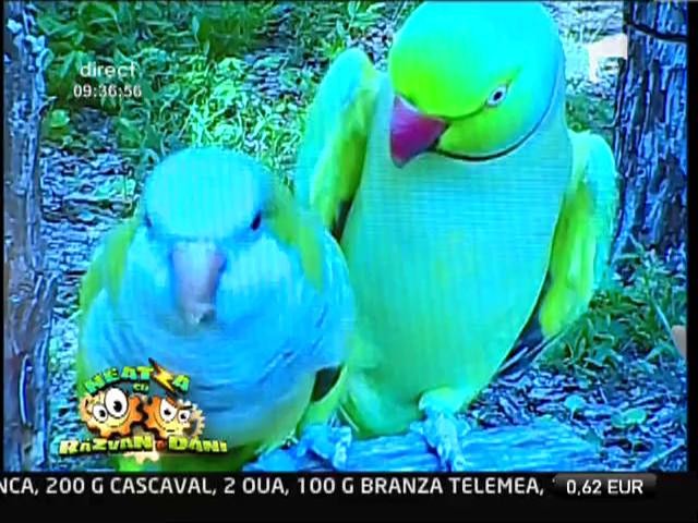 Papagalii iubăreţi
