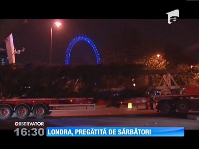 Londonezii se pregătesc de &icirc;mpodobirea unui brad uriaș, livrat din Norvegia