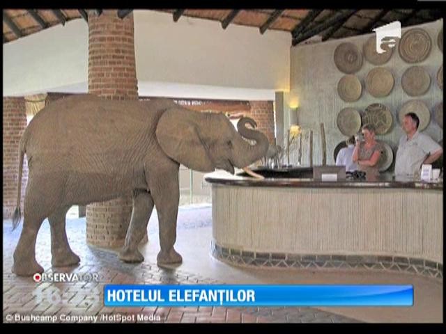 Primul hotel pentru elefanți, deschis &icirc;n Zambia