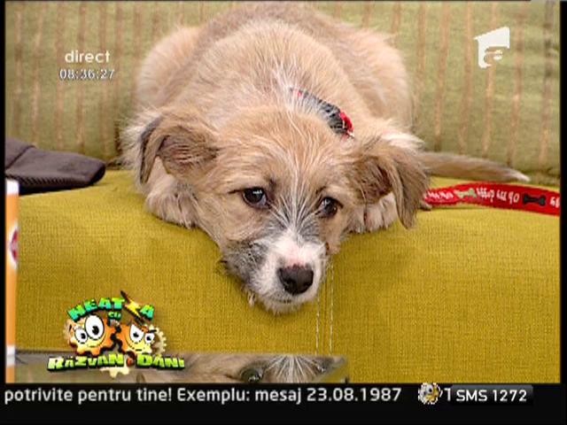 Responsabilitatea cresterii unui patruped