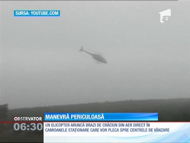 Cascadorie cu brazii de Crăciun