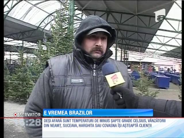 Vin sărbătorile, vin! Ce preţuri au brazii pentru Crăciun