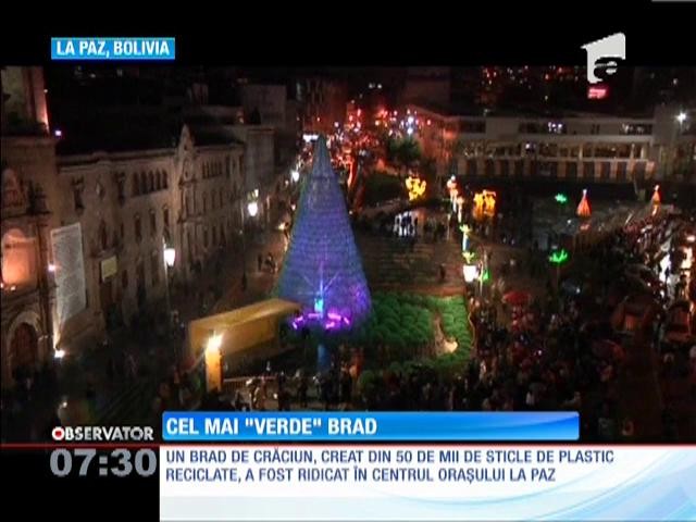 Brad eco de 15 metri &icirc;nalţime, &icirc;n Bolivia