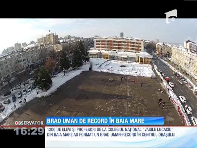 Cel mai mare brad uman din lume a prins viaţă &icirc;n Baia Mare