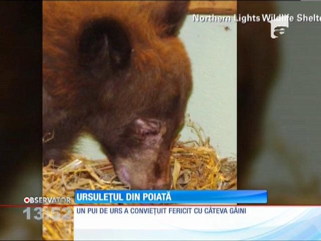 Un pui de urs a fost adoptat de o... găină!