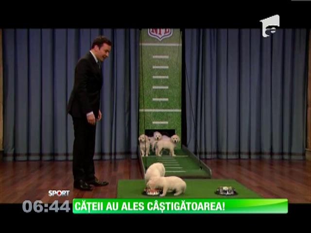 Cățeii au ales c&acirc;știgătoarea SuperBowl