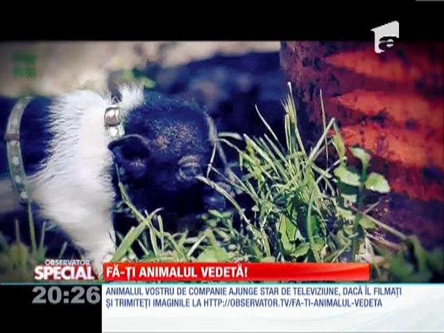 Tu ți-ai lua un astfel de animal de companie? Moda micro-purcelușilor!