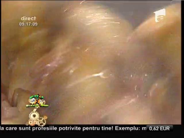 Escalop fermecat