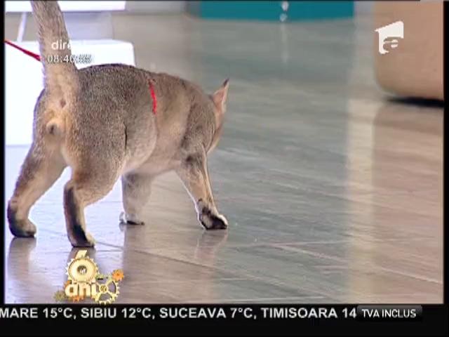 Expoziție și concurs de pisici la Sala Palatului