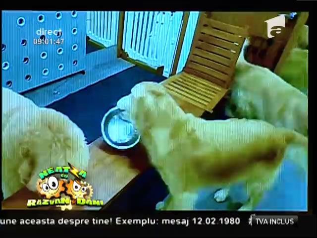 Smiley News: Accident cu o maşină fantomă!