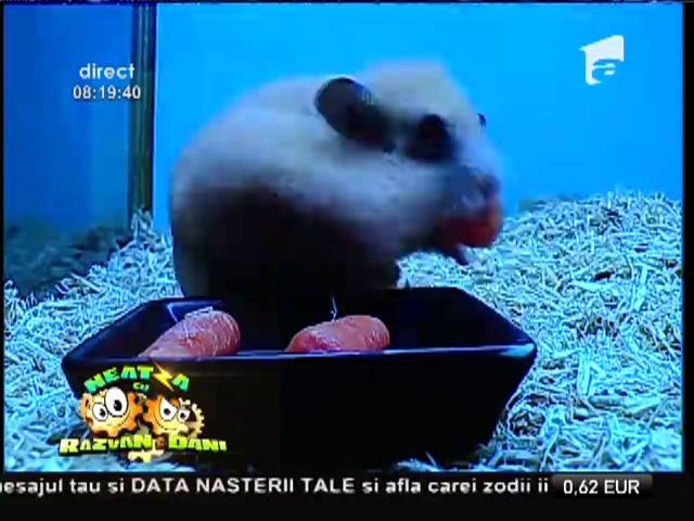 Smiley News: Hamsterul care &icirc;nghite cinci morcovi