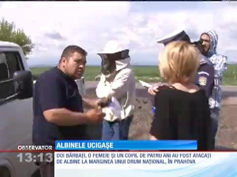 O familie din Prahova a fost &icirc;nțepată de albine