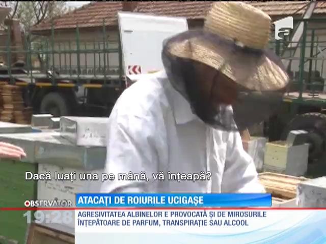 IMAGINI ȘOCANTE! Albinele au băgat spaima &icirc;ntr-o localitate din Vaslui. 7 oameni au ajuns la spital!