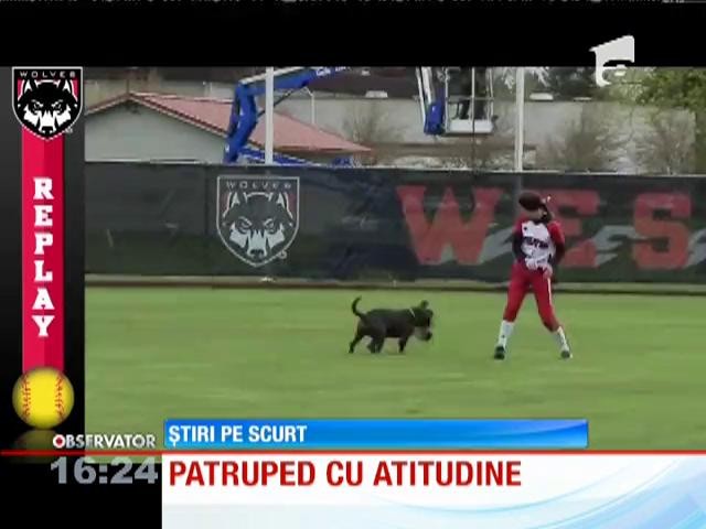 Cainele pasionat de baseball