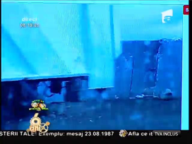 Smiley News: Ghepardul, un cadou potrivit de 1 Iunie pentru copilul tău