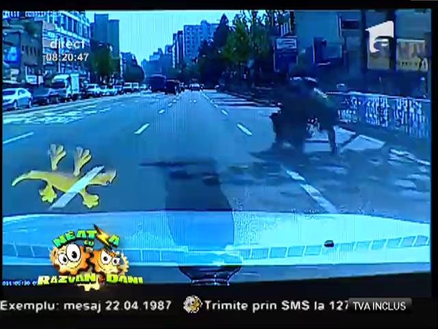 Smiley News: Un căţel &icirc;nvaţă un copil să &icirc;noate