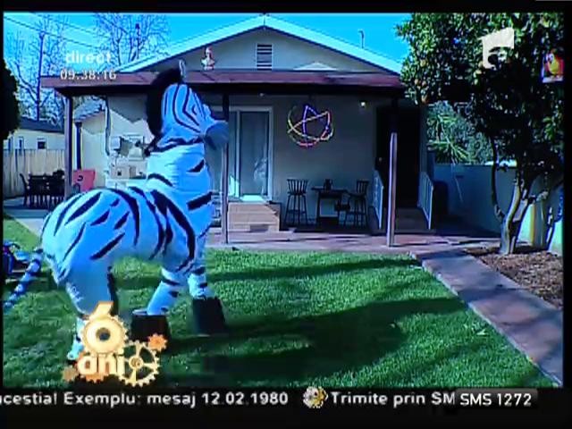 Zebra dansatoare