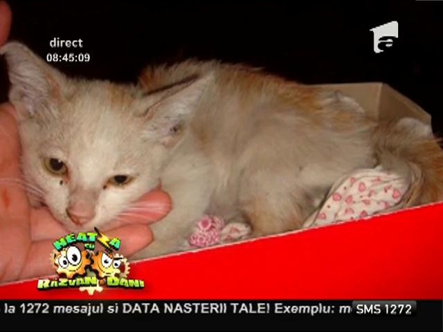 Ajută animalele din adăposturi să-și găsească o familie!