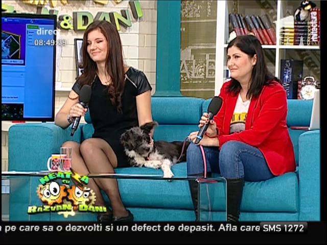 Nutriția c&acirc;inelui de talie mică