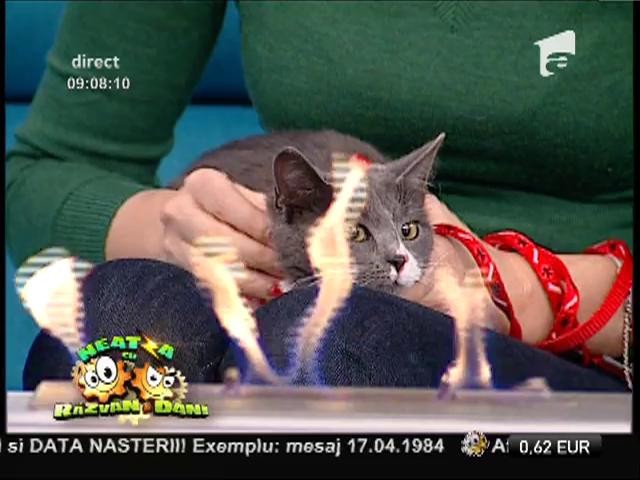 Candice Dragotă spune cum să-ți obișnuiești pisica cu un anumit tip de m&acirc;ncare
