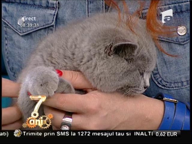 Gustările &icirc;ntre mese pentru pisici
