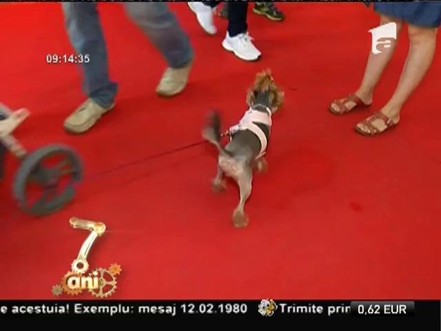 Cel mai mare t&acirc;rg dedicat animalelor de companie