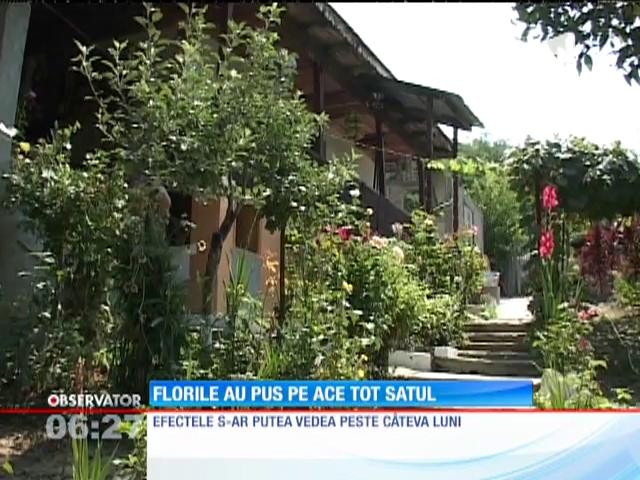 O comunitate &icirc;ntreagă din judeţul Gorj stă ca pe ace, după ce zeci de vaci ar fi m&acirc;ncat flori cu bolduri