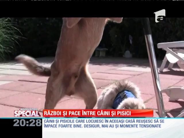 Special! Război şi pace &icirc;ntre c&acirc;ini şi pisici