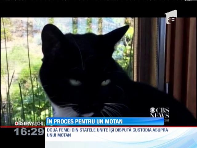 Două femei &icirc;n proces pentru un motan