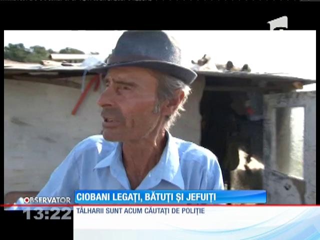 &Icirc;n loc de lupi, au venit hoţii la o st&acirc;nă din D&acirc;mboviţa
