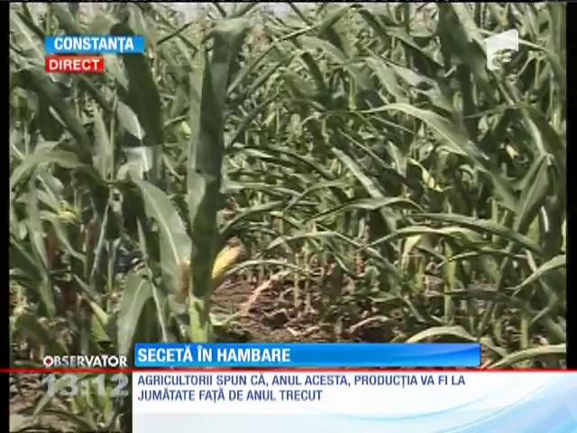 Agricultorii, neputincioși &icirc;n fața naturii! Seceta taie &icirc;n jumătate recolta de porumb