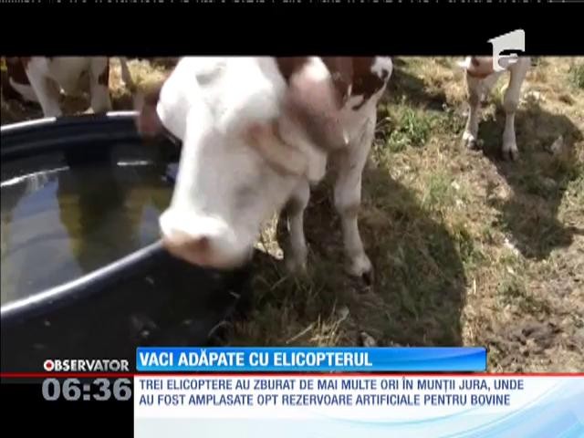 &Icirc;n Elveţia, vacile care pasc la munte au fost adăpate cu ajutorul elicopterelor