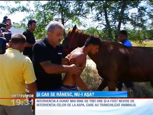 Un cal căzut &icirc;ntr-un canal din cartierul bucureştean Militari, salvat de zeci de pompieri