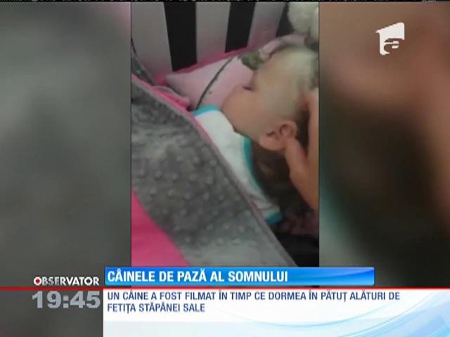 SUA: Un c&acirc;ine a fost filmat &icirc;n timp ce doarme &icirc;n pătuţ, alături de bebeluţul stăp&acirc;nei