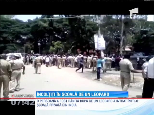Clipe de panică &icirc;ntr-o şcoală privată din sudul Indiei, după ce un leopard a intrat &icirc;n clădire