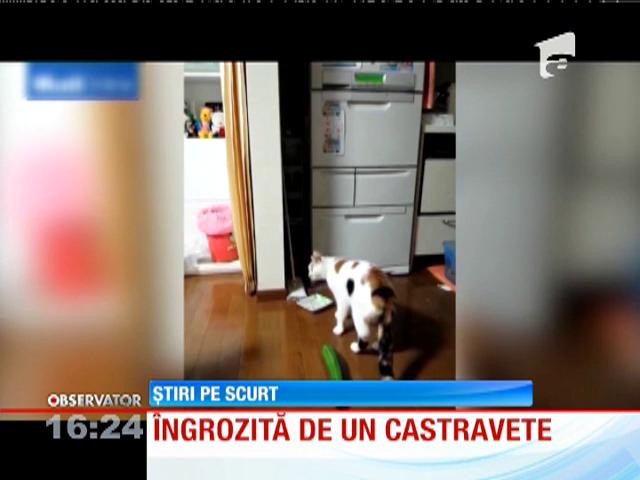 O pisică &icirc;ngrozită de un castravete