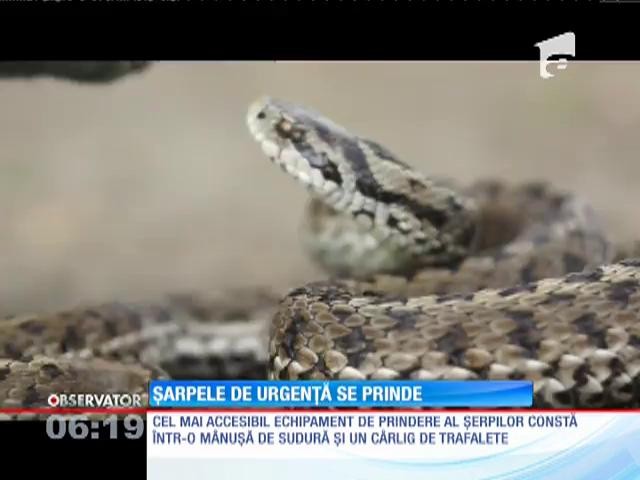 Boa de nisip, cel mai rar șarpe din Rom&acirc;nia