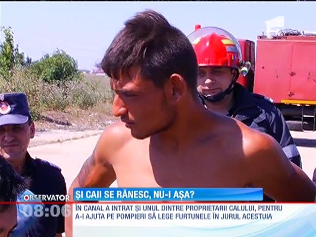 Zeci de pompieri s-au chinuit să salveze un cal căzut &icirc;ntr-un canal