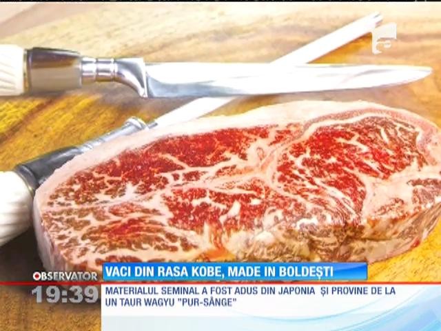 Prima fermă din Rom&acirc;nia care a obținut viței din rasa Kobe