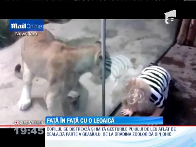 Un copil din Ohio, faţă &icirc;n faţă cu o leoaică