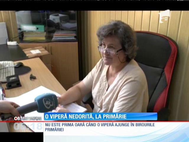 O viperă a ajuns l&acirc;ngă biroul unei angajate dintr-o primărie din judeţul Neamţ