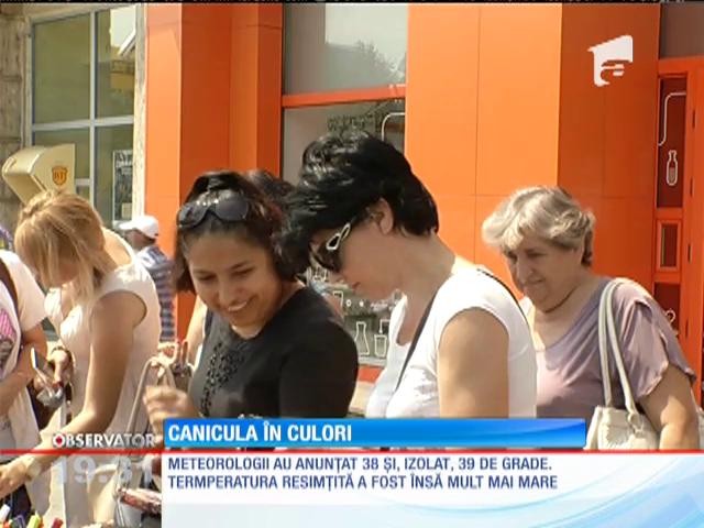 Canicula, &icirc;n culori