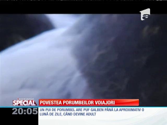 SPECIAL! Povestea porumbeilor voiajori
