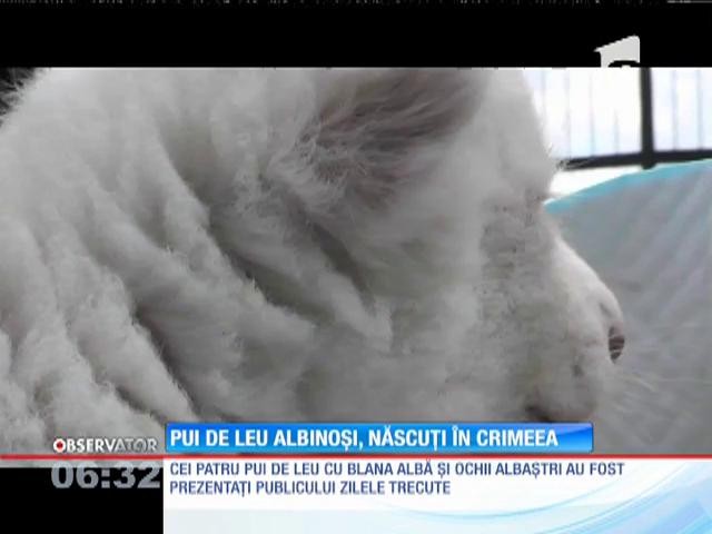 Eveniment rar la un parc safari din Crimeea, unde s-au născut patru pui de leu albinoşi