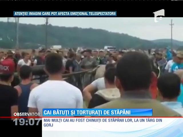 Imagini revoltătoare au fost suprinse la un t&acirc;rg de animale din Gorj
