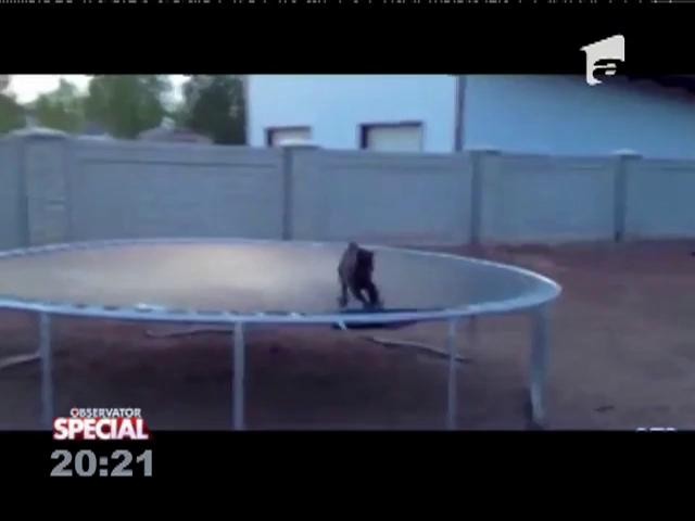 Special! Capra mică sare mult