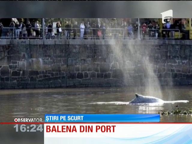 O balenă rătăcită &icirc;n portul din Buenos Aires, punct de atracţie pentru turişti