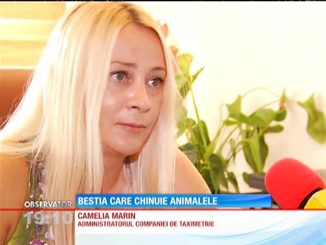 Cruzime fără margini. Un taximetrist din Bucureşti a aruncat un pui de pisică &icirc;ntre doi c&acirc;ini de luptă